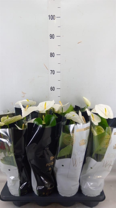 <h4>Anthurium andr. 'Alpine'</h4>