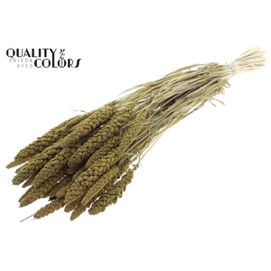 Gierst per bunch Intense Olive