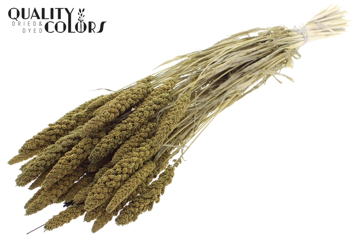 <h4>Gierst per bunch Intense Olive</h4>