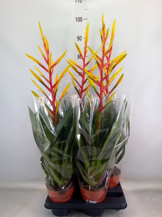 <h4>Tillandsia  'Luminosa'</h4>