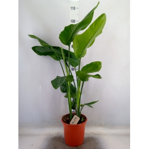 Strelitzia nicolai