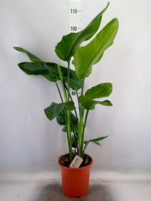 <h4>Strelitzia nicolai</h4>