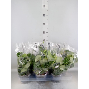 Scindapsus pictus 'Argyraeus'