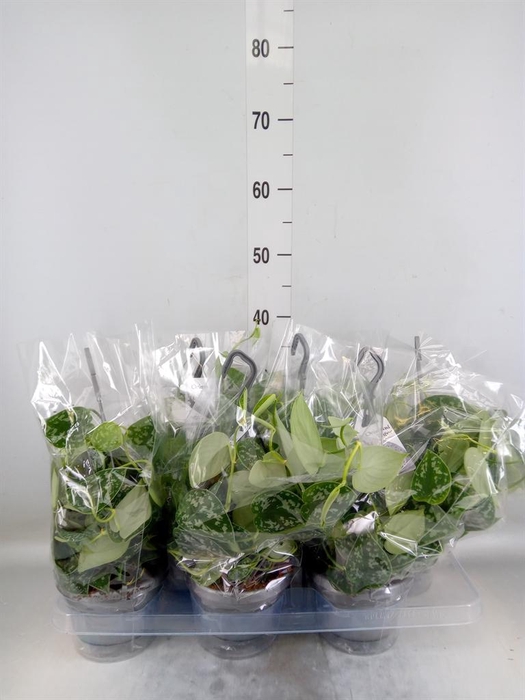 <h4>Scindapsus pictus 'Argyraeus'</h4>