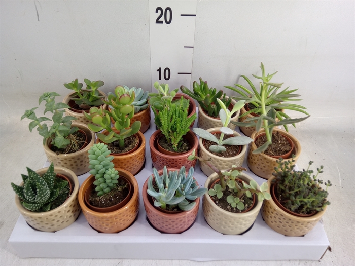 <h4>Succulents   ...</h4>