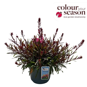 Gaura lindheimeri Gaudi Rose P19