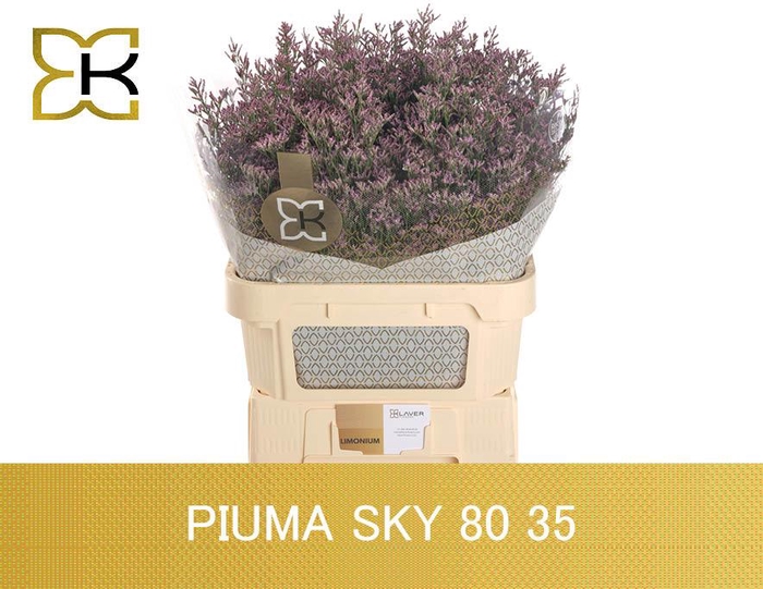 <h4>Lim Piuma SKy</h4>
