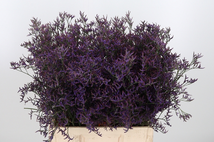 <h4>Lim Safora Dark Blue</h4>