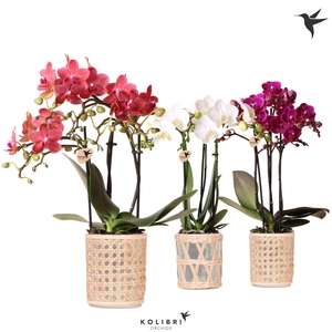 Kolibri Orchids Phalaenopsis mix 3 spike in Rotan pot mix