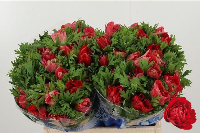 <h4>ANEM CO CARILL RED</h4>