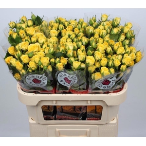 R TR GOLDEN BLOSSOMS