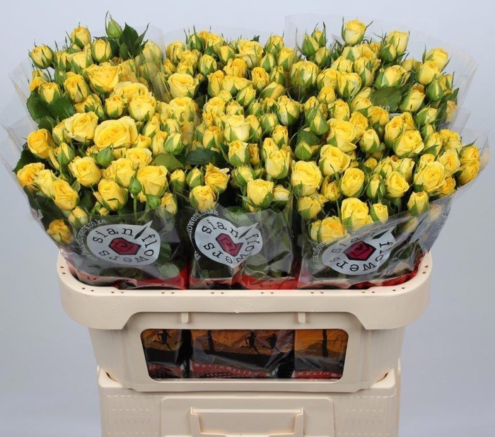 <h4>R TR GOLDEN BLOSSOMS</h4>