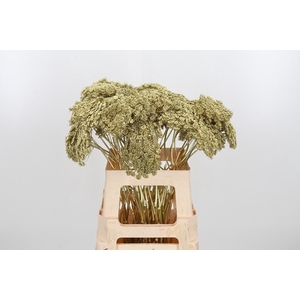 Ammi Zaad Kl Bh Goud