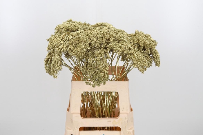 <h4>Ammi Zaad Kl Bh Goud</h4>