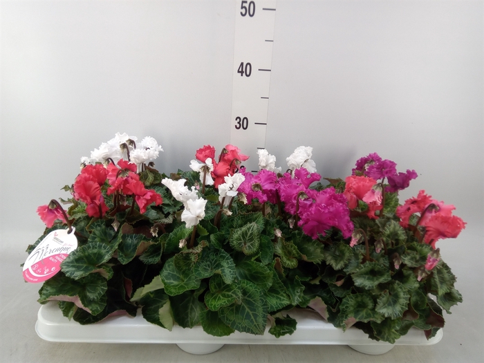 <h4>Cyclamen MD 'Merengue'</h4>