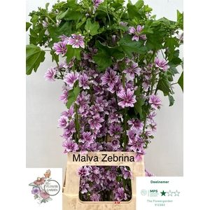 . Organic Malva Zebrina