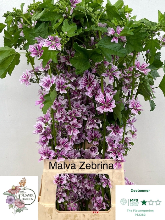 <h4>. Organic Malva Zebrina</h4>