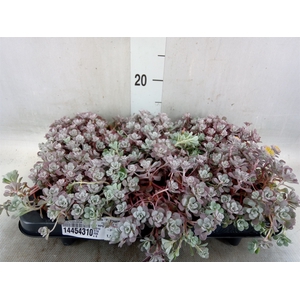 Sedum spathulifolium 'Purpureum'
