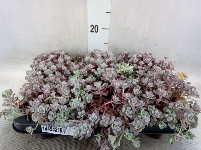<h4>Sedum spathulifolium 'Purpureum'</h4>