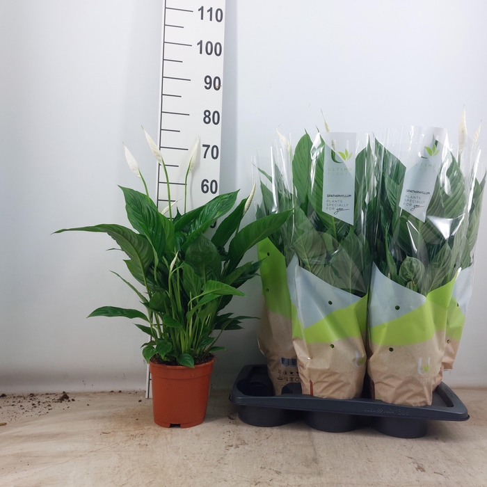 <h4>SPATH VIVALDI</h4>