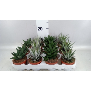 Haworthia   ...mix