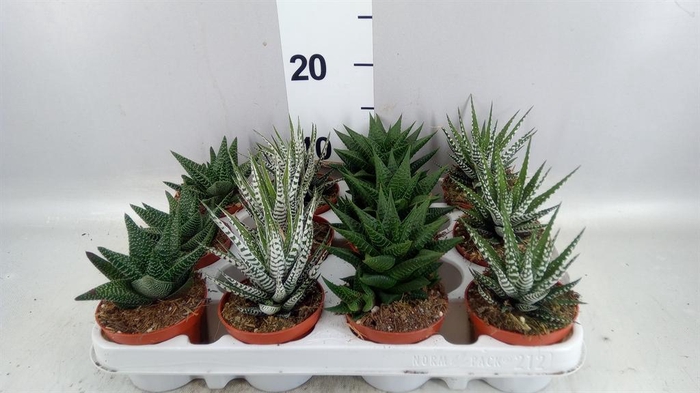 <h4>Haworthia   ...mix</h4>