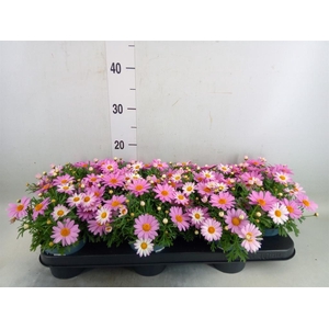 Argyranthemum  'Cymbals Light Pink'