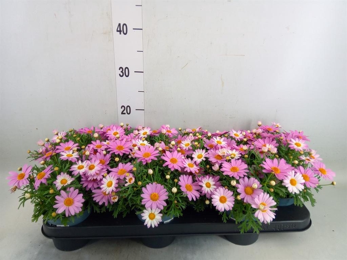 <h4>Argyranthemum  'Cymbals Light Pink'</h4>