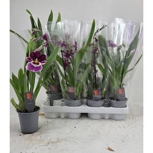 ORCHIDEEEN GEM