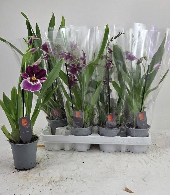 <h4>ORCHIDEEEN GEM</h4>