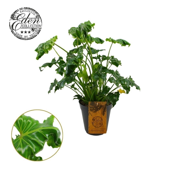 <h4>Philodendron Atlantis 15cm</h4>