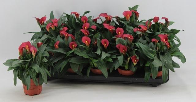 <h4>ZANT SWEET CHILLI</h4>