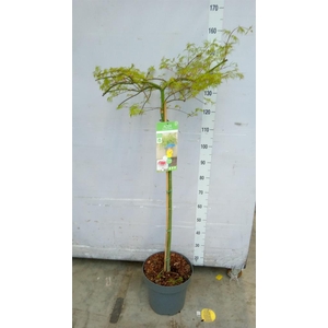 Acer palmatum 'Emerald Lace'