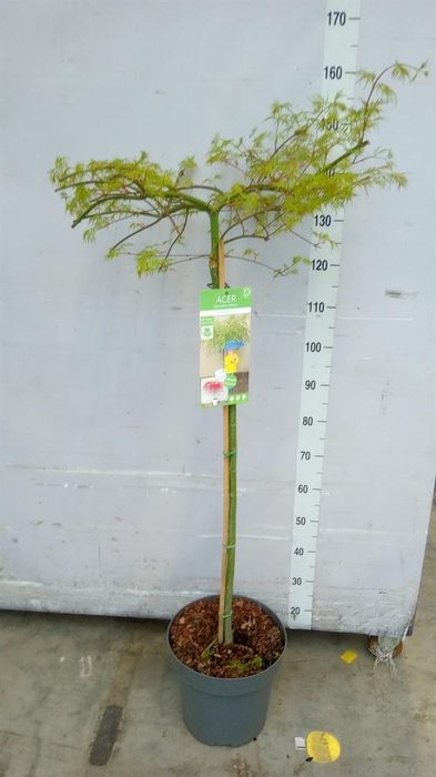 <h4>Acer palmatum 'Emerald Lace'</h4>