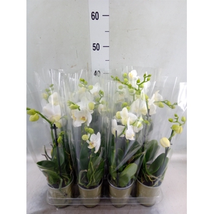 Phalaenopsis   ...white