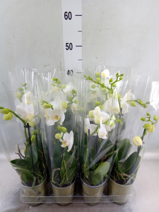 <h4>Phalaenopsis   ...white</h4>