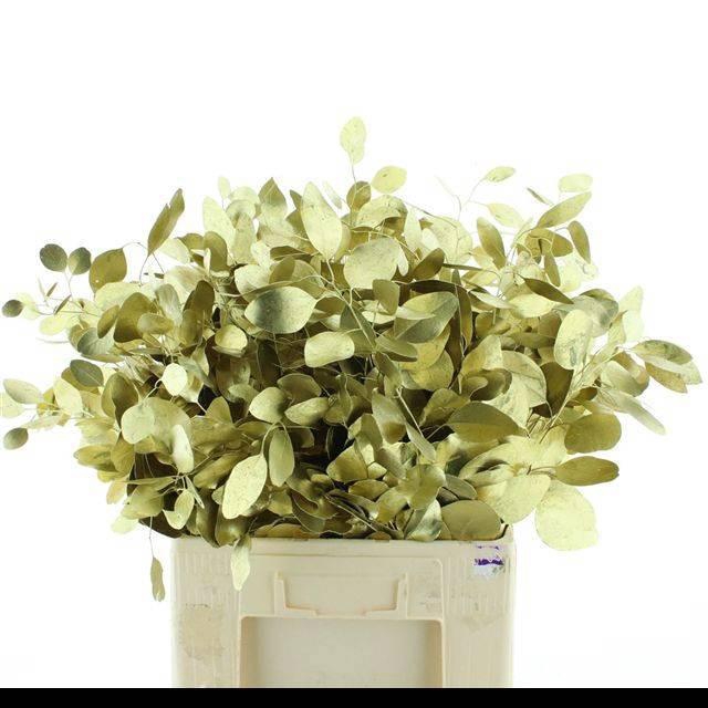 <h4>EUC POL KLB P BOS H%</h4>