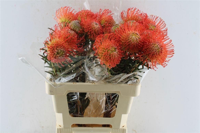 <h4>LEUCO CO SUCCESSION</h4>