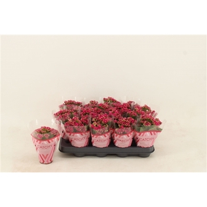 Kalanchoe Double Purple