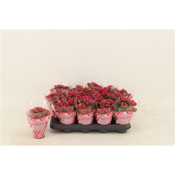 <h4>Kalanchoe Double Purple</h4>