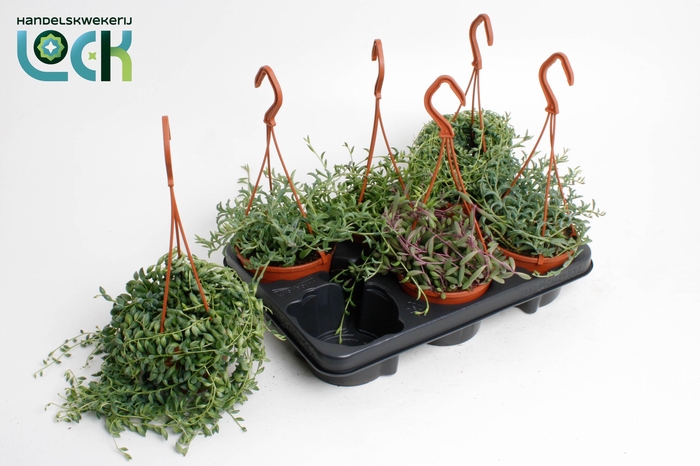 <h4>Senecio Mix</h4>