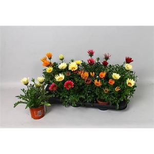 Gazania Gazoo Formula gemengd