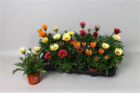 <h4>Gazania Gazoo Formula gemengd</h4>