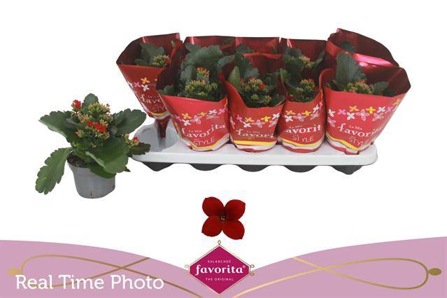 <h4>KALANCHOE RED LIPSTICK P10.5</h4>