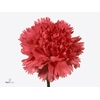 Di St Cerise