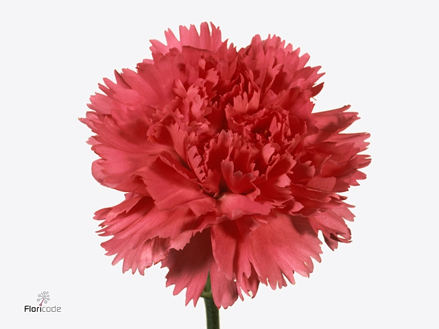 Di St Cerise