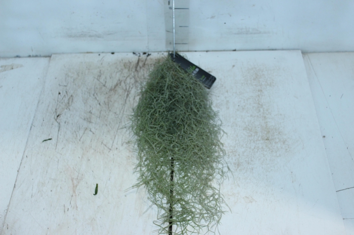 <h4>TILLANDSIA USNEOIDES (BARBA DE VELHO)</h4>