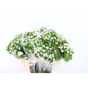 Di Barb Breanthus Hera Wite