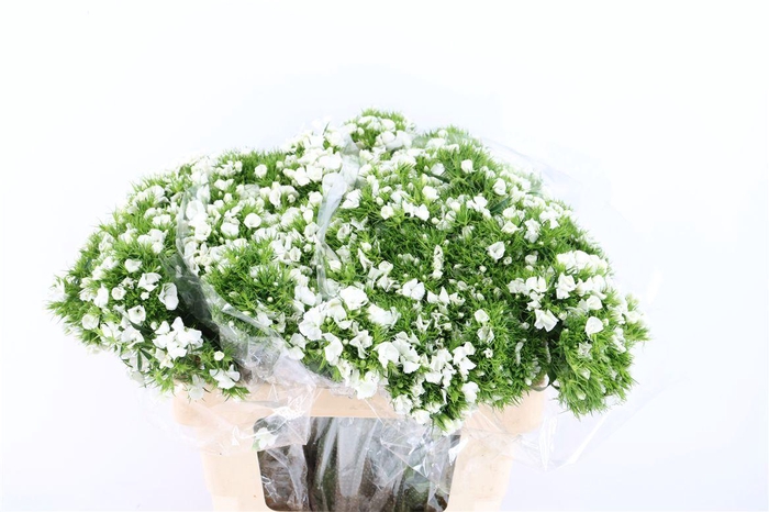 <h4>Di Barb Breanthus Hera Wite</h4>