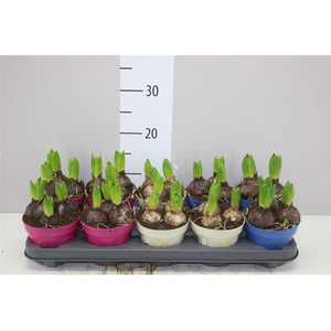Hyacinthus Gemengd 3pp Ton Sur Ton